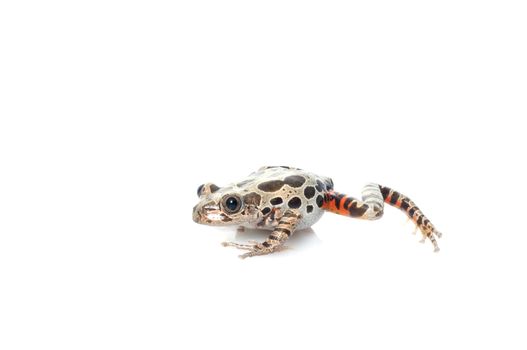 Tigerleg Walking Frog