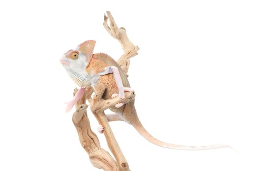 Veiled Chameleon (loss pigmentation) on a branch.