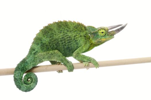 Jackson Chameleon on a bamboo branch. 