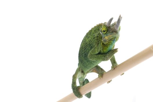 Jackson Chameleon on a bamboo branch. 