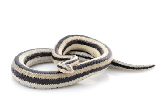 San Ignacio Rosy Boa