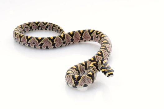 Mandarin Rat Snake