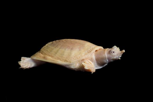 Albino Chinese Soft-shell turtle stretching neck. 