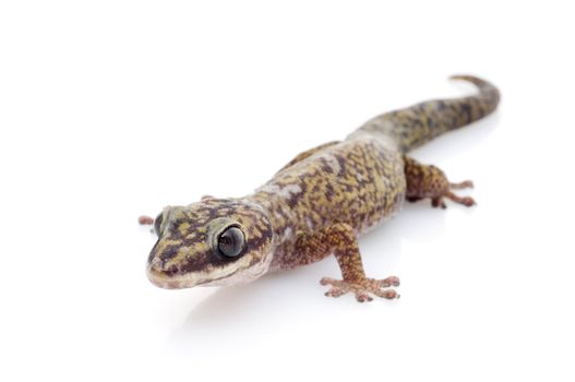 Oedura Monilis Gecko