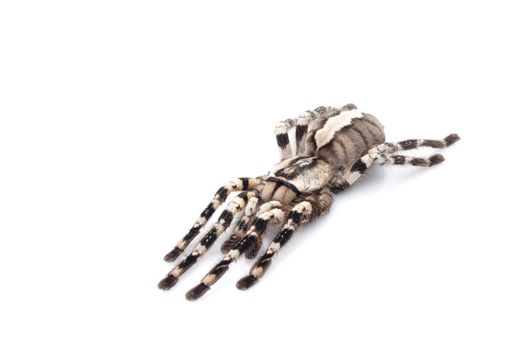 Indian Ornamental Tarantula (Poecilotheria regalis) playing dead.