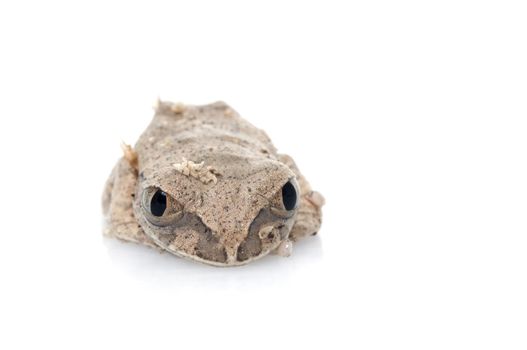African Big eyed Tree Frog (Leptopelis species)