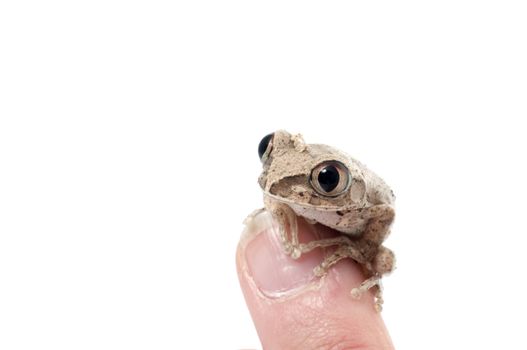 African Big eyed Tree Frog (Leptopelis) on a finger.