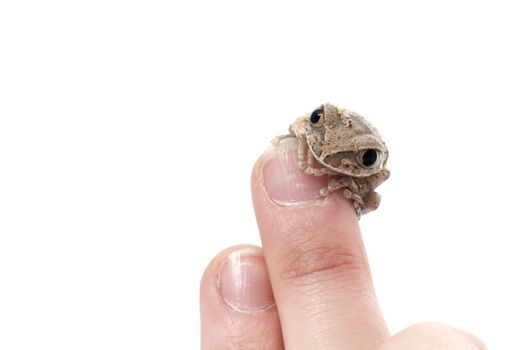 African Big eyed Tree Frog (Leptopelis) on a hand.