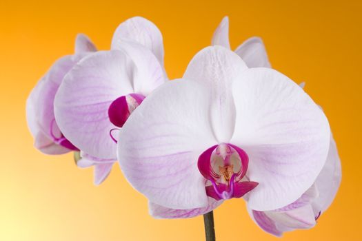 Orchid Phalaenopsis isolated on Orange