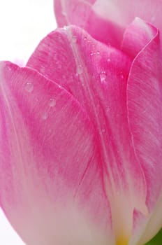 Lots of pink tulips on a white background