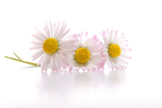 daisy flower isolated on white background with copyspace