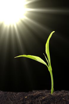 small plant and soil on blue background with sun and copyspace