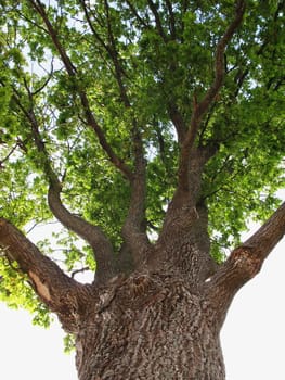 Old oak on the cloudy sky background