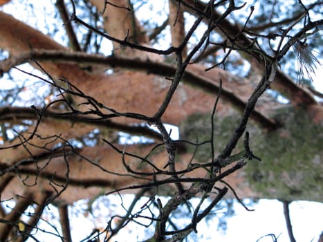 Branches of pinetree on cloudy sky background