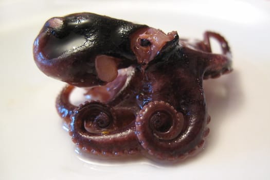 Little octopus on the plate in asian rwstaurant