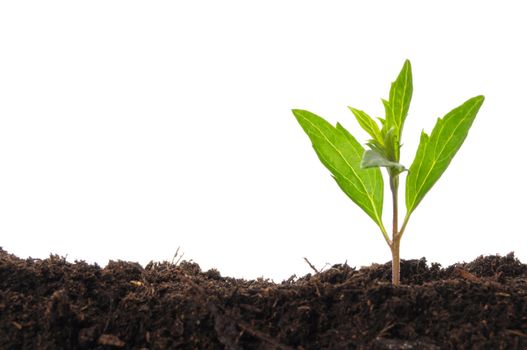 young plant isolated on white showing growth ecology or hope concept