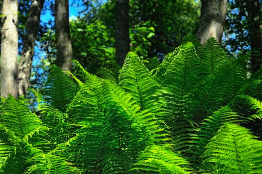 Green fern fronds in shadow of the trees