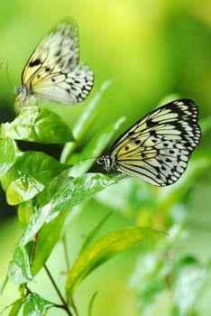 view of a mangrove tree nymph butterfly (idea leuconoe chersonesia) sitting in a plant