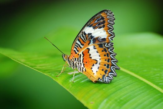 A plain lacewing (cethosia penthesilea methypsea)  butterfly sitting in a banana leaf