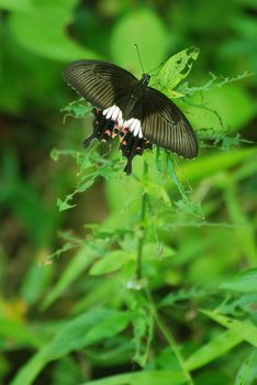 common rose (Pachliopta aristolochiae asteris) butterfly sitting in a plant