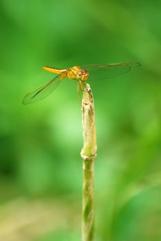 dragonfly (crocothemis servilia) sitting in a plant 