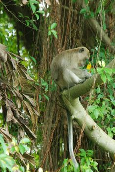 long-tailed macaques (macaca fascicularis) monkey sitting in a tree