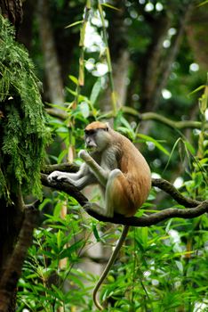 A monkey in a tree and eating the plants