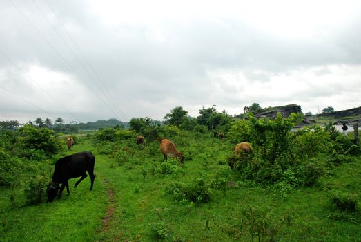 countryside cows are in the fied in an indian village