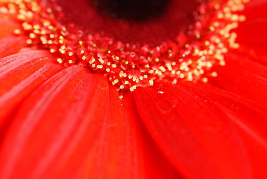 Macro view of a red colour daisy flower