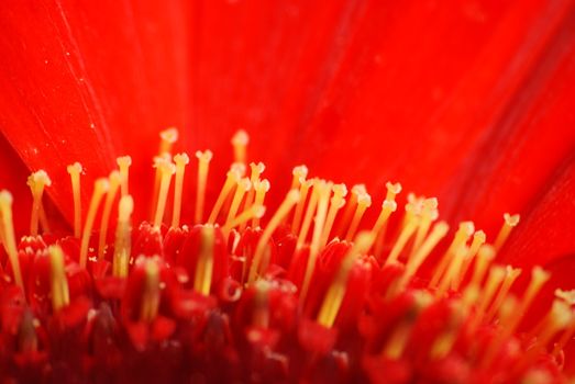 Macro view of a red colour daisy flower