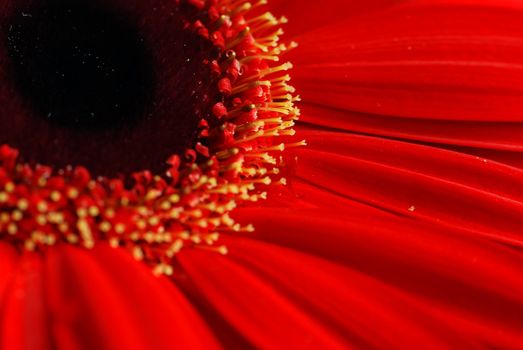 Macro view of a red colour daisy flower