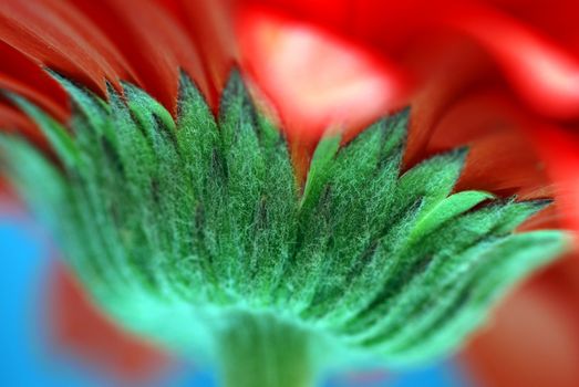 Macro view of a red colour daisy flower stem