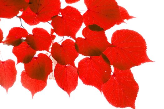 red fall or autumn leaves on a white background