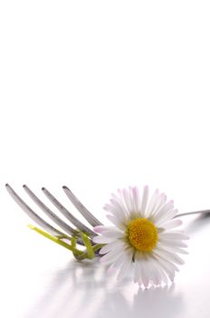 flower and fork isolated on a white background with copyspace showing food concept