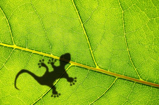 tropical background with leaf and gecko or lizard animal