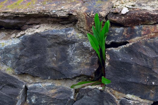 The dandelion progrown from a stone wall