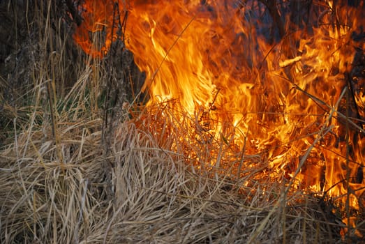 Fire is burning dry grass and bushes.