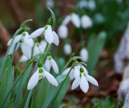 Close-up of a group of snowdrops blooming
