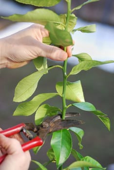 Pruning lemon tree in early spring.