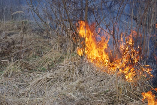 Fire is burning dry grass and bushes.