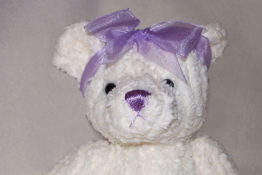 teddy with purple bow