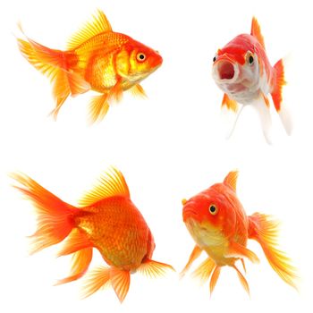 collection of goldfish isolated on white showing nature or eco concept
