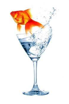 goldfish in water glass fishtank isolated on white background