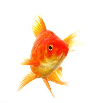 single goldfish animal isolated on white background