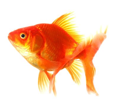 goldfish or gold fish isolated on white background