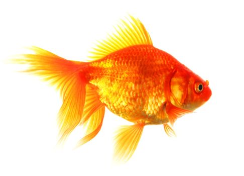 single goldfish animal isolated on white background
