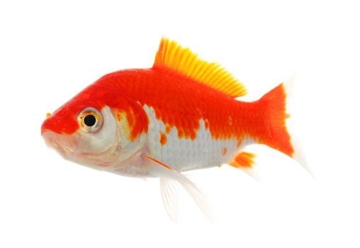 goldfish or gold fish isolated on white background