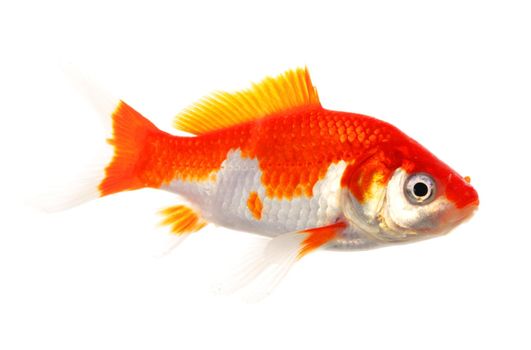 high quality image of goldfish swimming isolated on white background