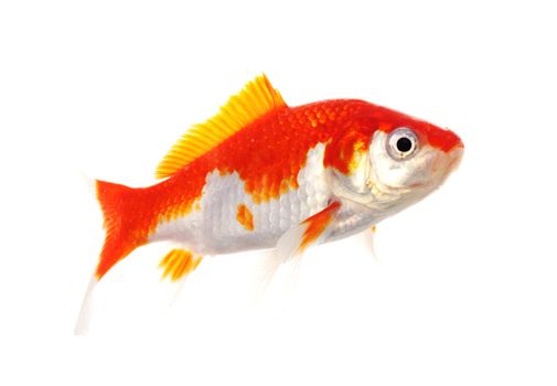 goldfish macro isolated on white background showing pet or animal concept