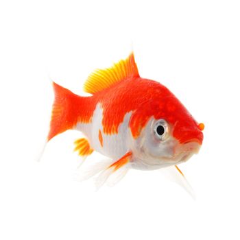 goldfish macro isolated on white background showing pet or animal concept